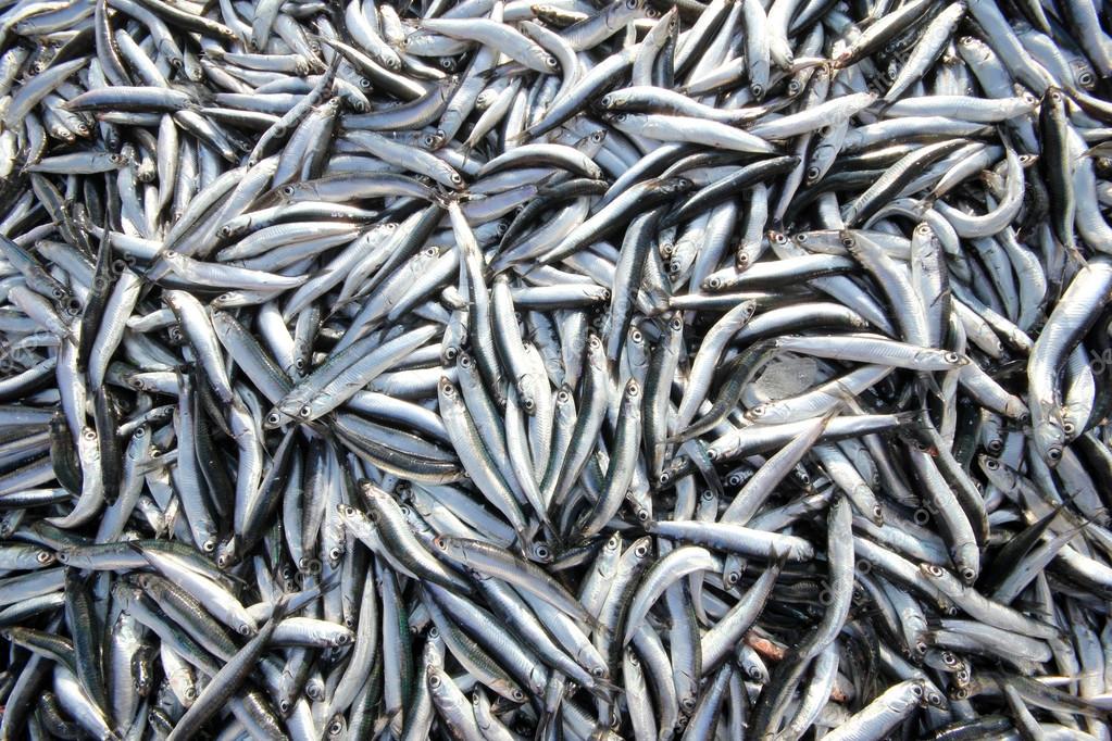 Anchovy