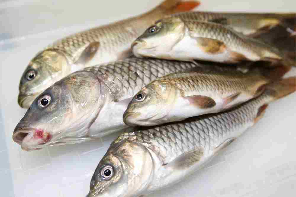 Fishes