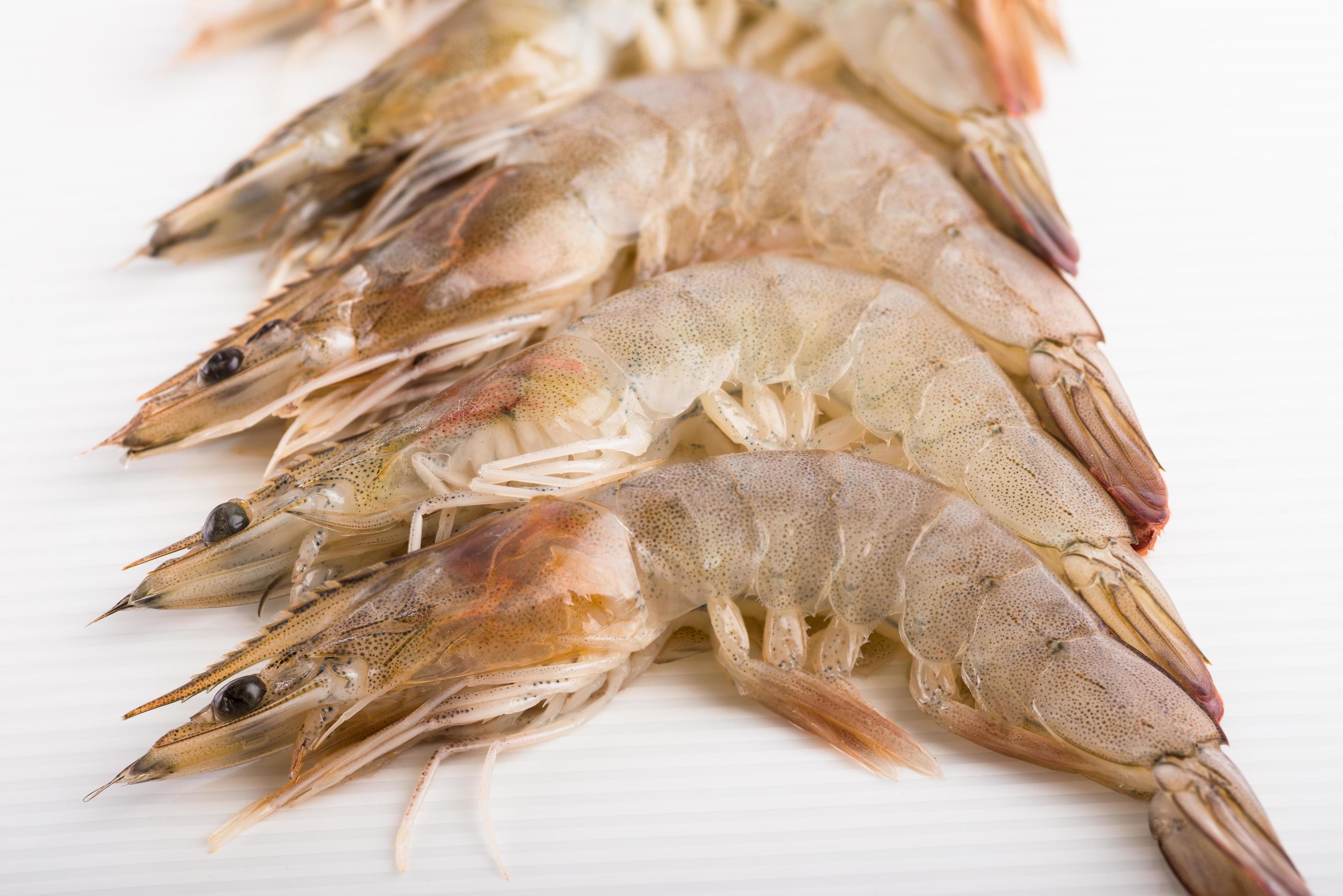 Shrimp