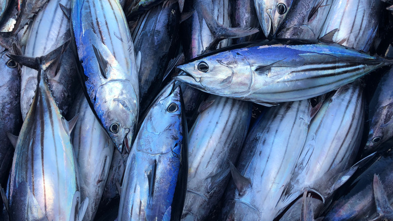 Tuna