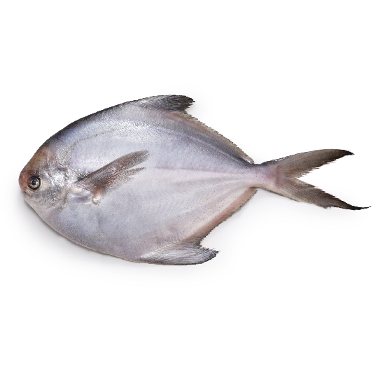 White Pomfret